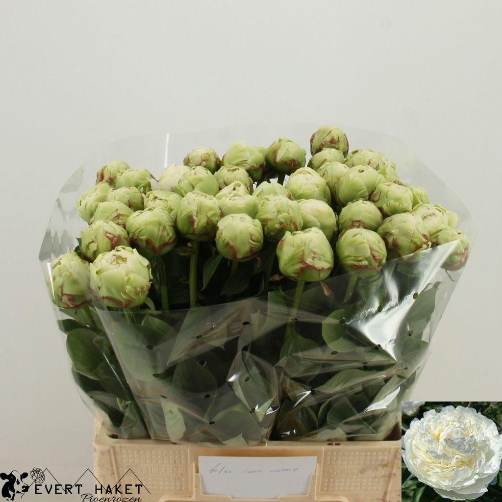 Срезанные цветы оптом Paeonia ivory victory от 50шт из Голландии с доставкой по России