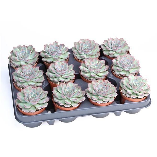 Горшечные цветы и растения оптом Echeveria Mystery от 12шт из Голландии с доставкой по России