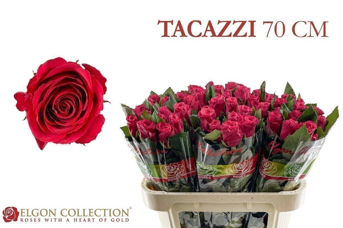 Срезанные цветы оптом Rosa large tacazzi+ от 60шт из Голландии с доставкой по России