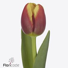 Срезанные цветы оптом Tulipa si replay от 150шт из Голландии с доставкой по России