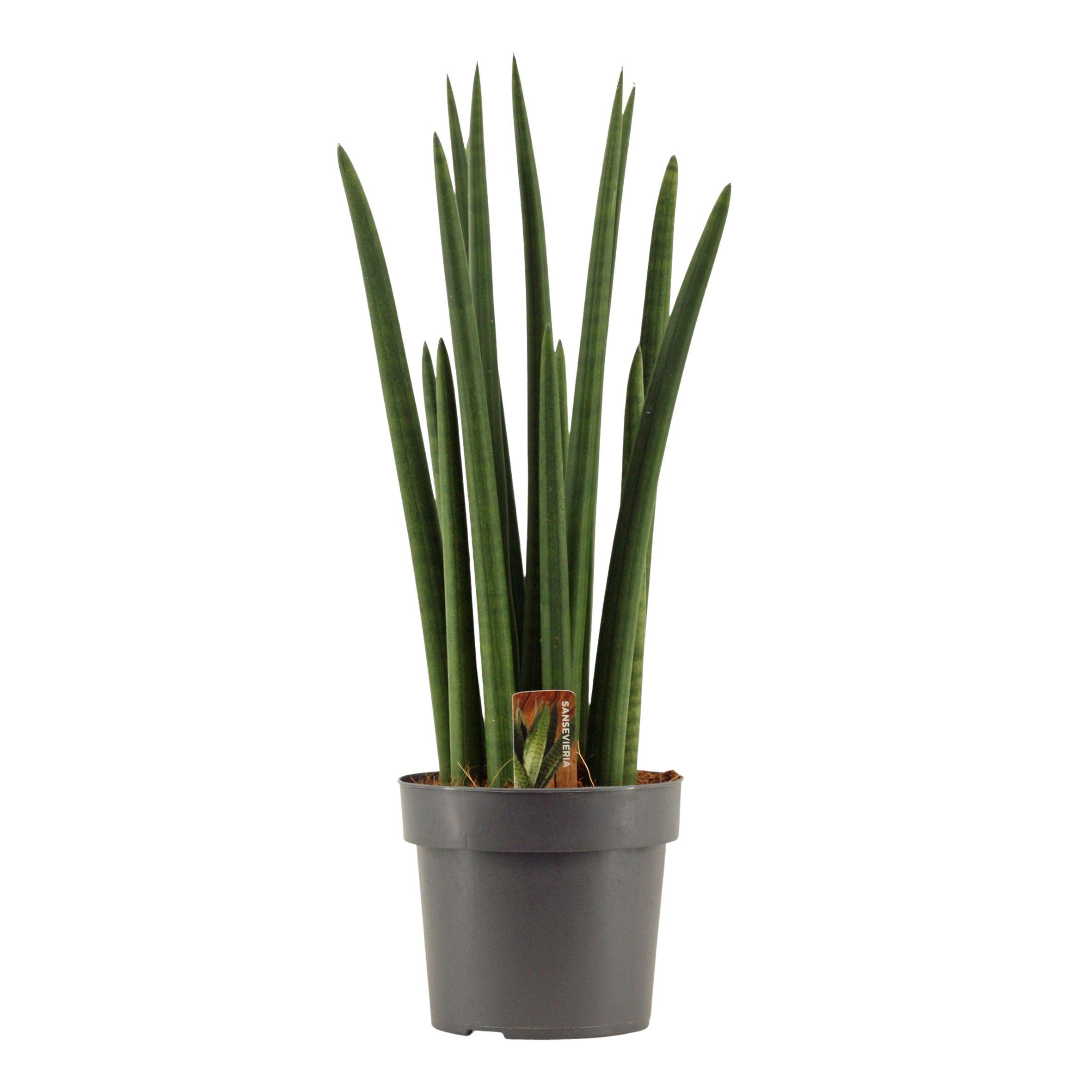 Горшечные цветы и растения оптом Sansevieria Cylindrica Rocket от 4шт из Голландии с доставкой по России