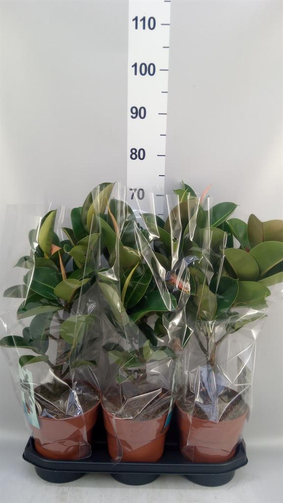 Горшечные цветы и растения оптом Ficus Elastica cloe от 3шт из Голландии с доставкой по России