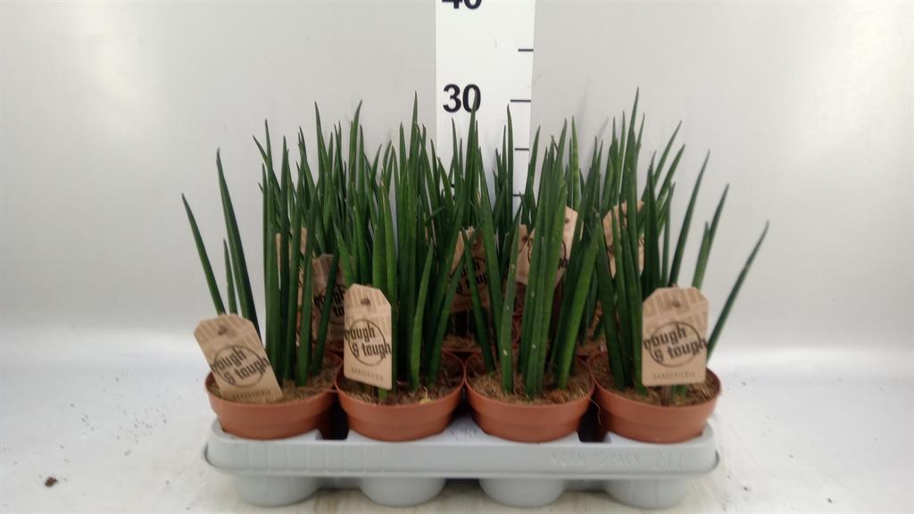 Горшечные цветы и растения оптом Sansevieria Bacularis от 11шт из Голландии с доставкой по России