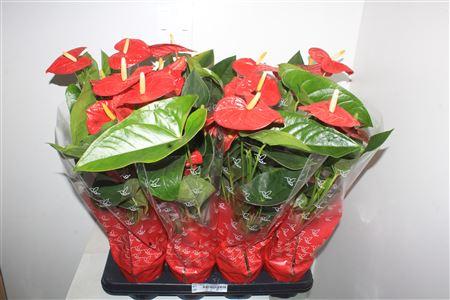 Горшечные цветы и растения оптом Anthu A Jambo Red 5 Bloemen+ от 8шт из Голландии с доставкой по России