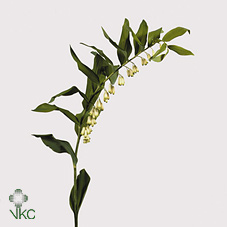 Срезанные цветы оптом Polygonatum multiflorum от 60шт из Голландии с доставкой по России