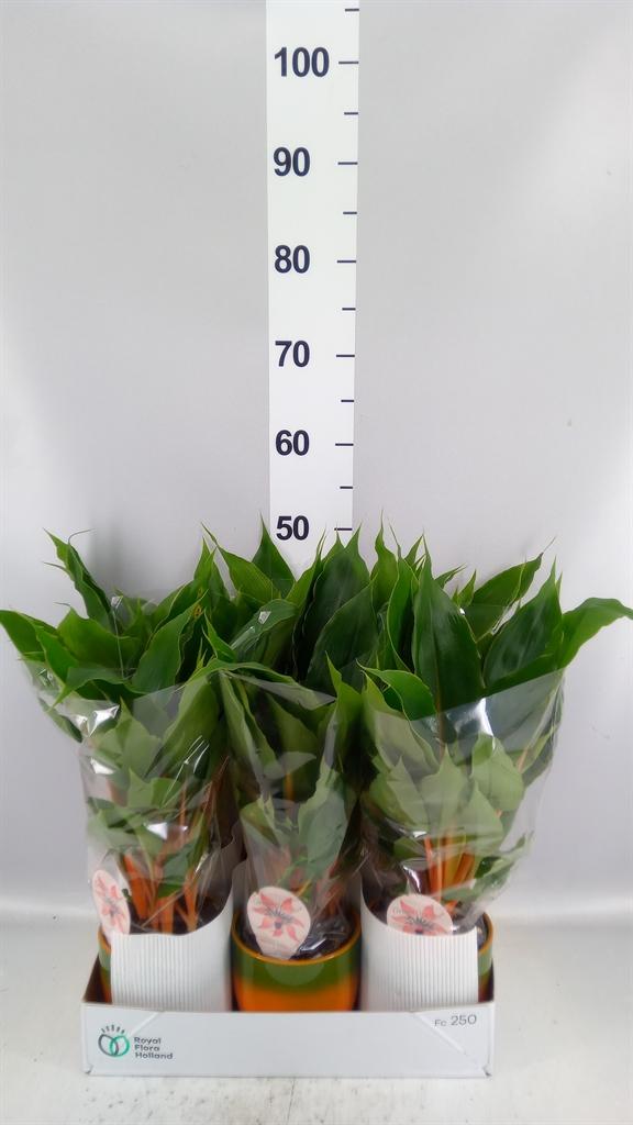 Горшечные цветы и растения оптом Chlorophytum Orchi. green Orange A от 6шт из Голландии с доставкой по России