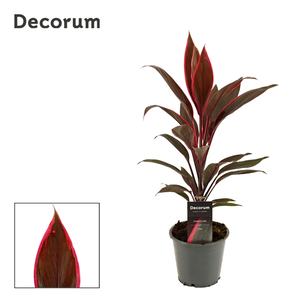 Горшечные цветы и растения оптом Cordyline Tango (decorum) от 10шт из Голландии с доставкой по России