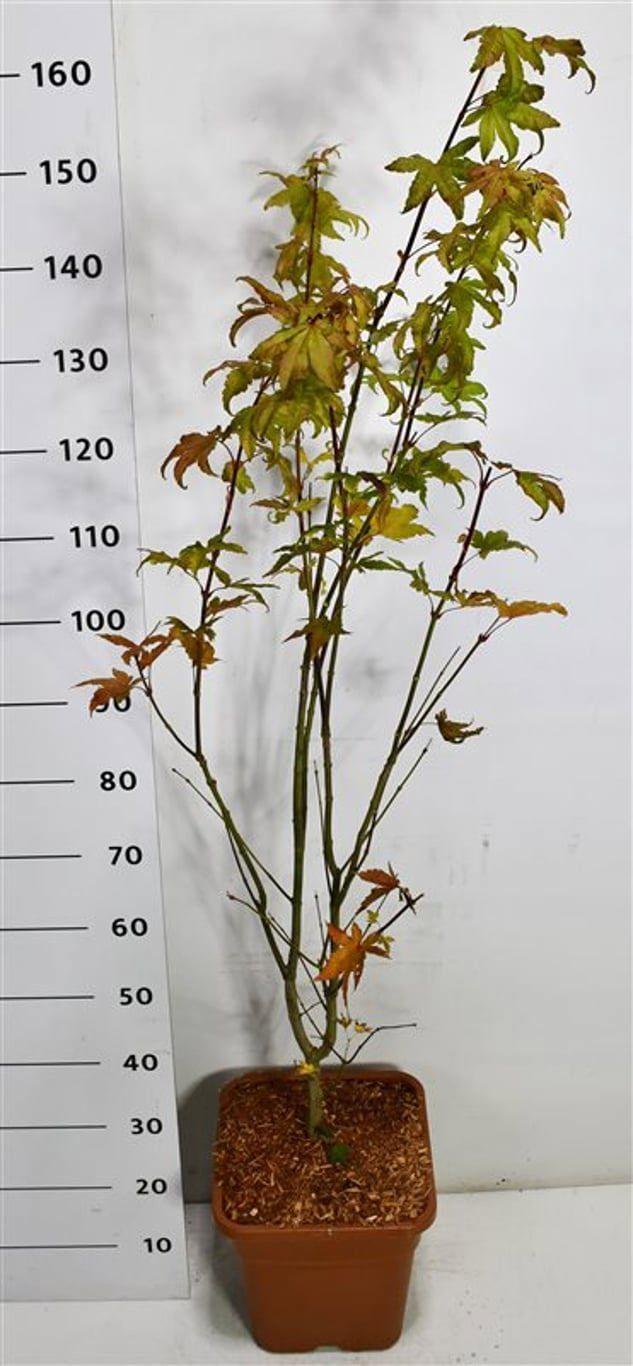 Горшечные цветы и растения оптом Acer Palm Summer Gold от 1шт из Голландии с доставкой по России