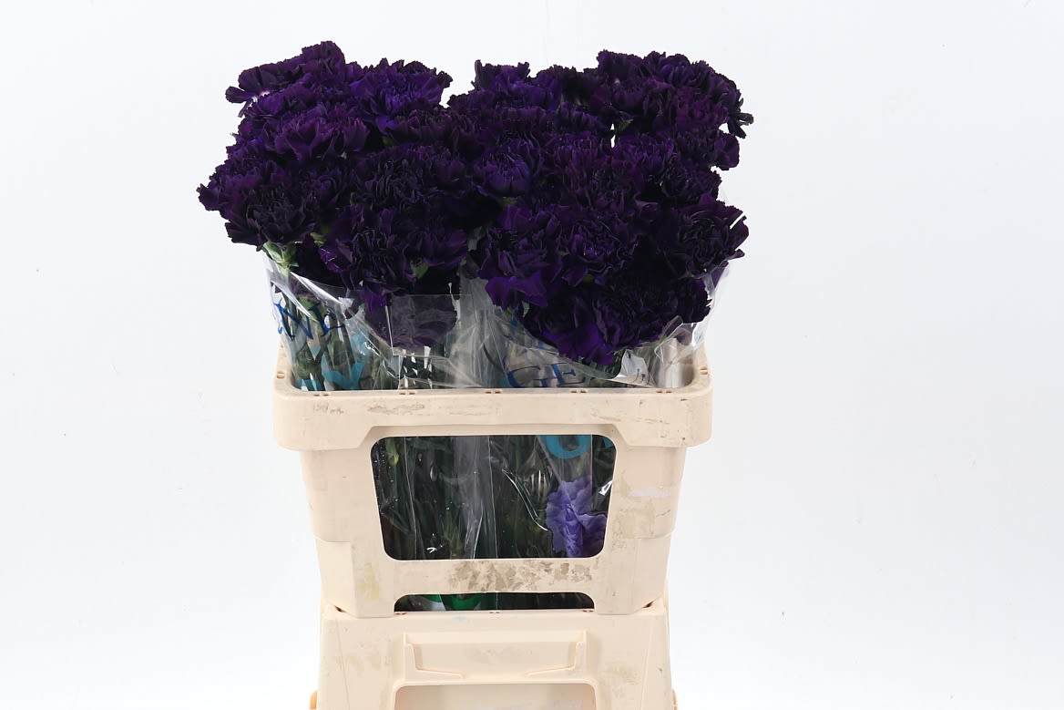 Срезанные цветы оптом Dianthus st florigene moonvista от 100шт из Голландии с доставкой по России