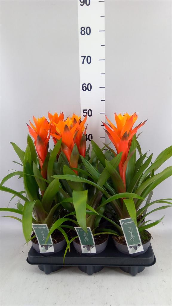 Горшечные цветы и растения оптом Guzmania variada от 6шт из Голландии с доставкой по России