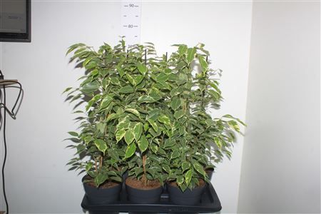 Горшечные цветы и растения оптом Fic Be Golden King от 6шт из Голландии с доставкой по России