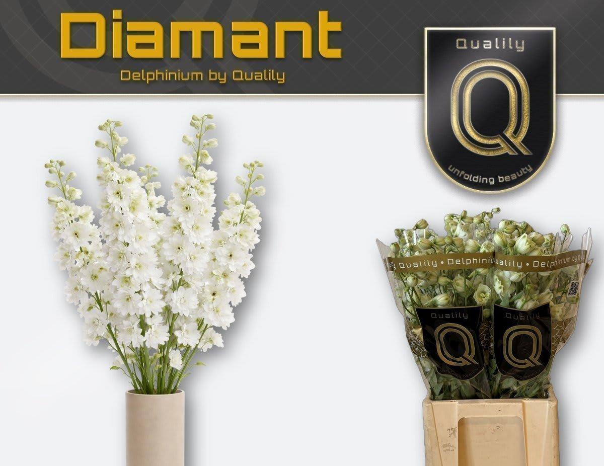 Срезанные цветы оптом Delphinium el du delphis diamant от 40шт из Голландии с доставкой по России