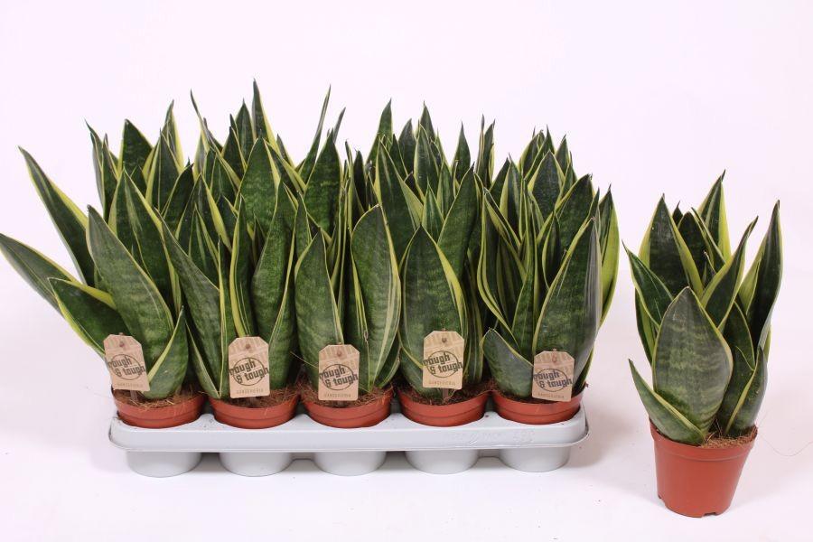 Горшечные цветы и растения оптом Sansevieria Canary от 10шт из Голландии с доставкой по России