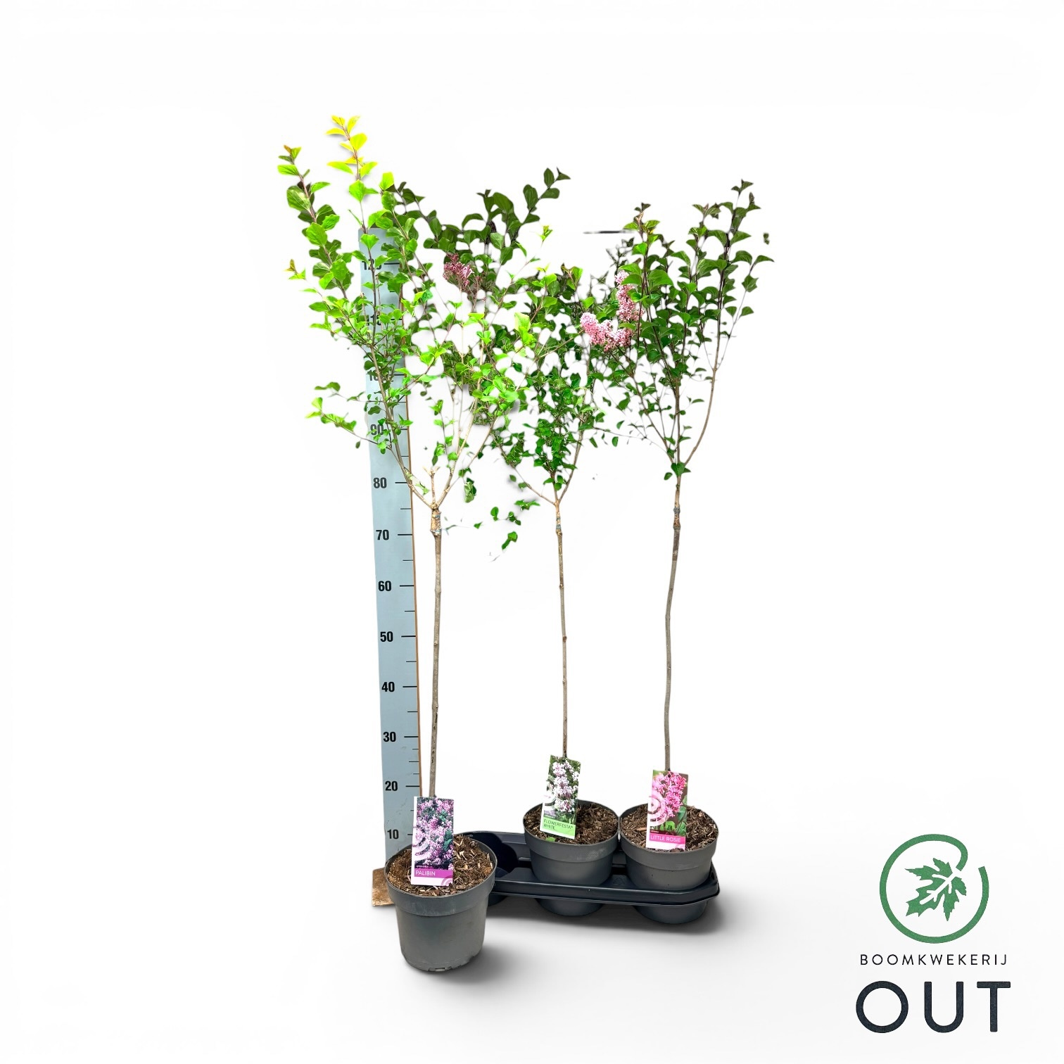 Горшечные цветы и растения оптом Syri Ov от 3шт из Голландии с доставкой по России