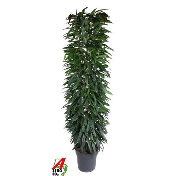 Горшечные цветы и растения оптом Ficus Bin Alii Zuil от 1шт из Голландии с доставкой по России