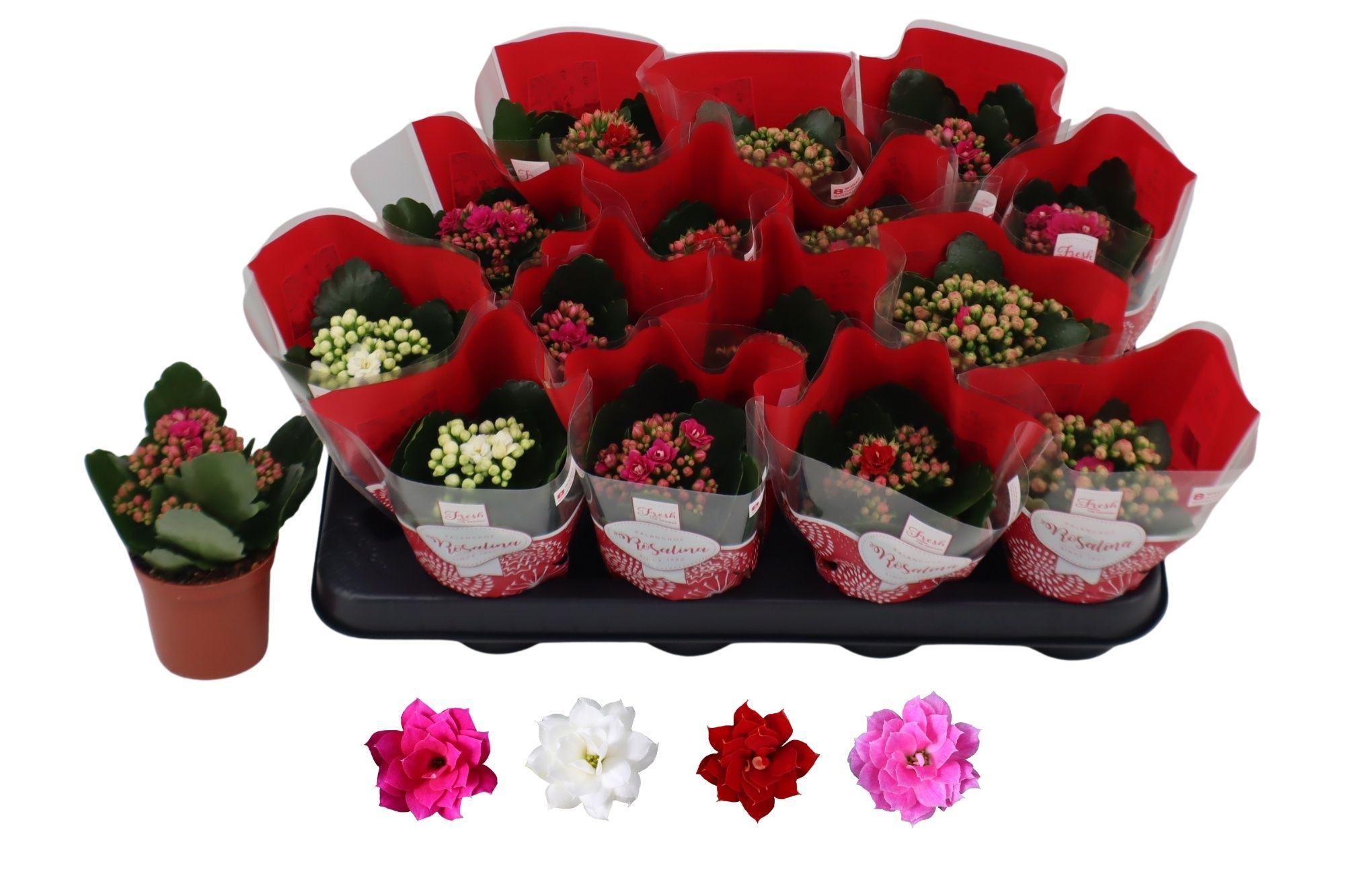 Горшечные цветы и растения оптом Kal Ge Ro Gem 4 Kl от 16шт (для телеги) из Голландии с доставкой по России