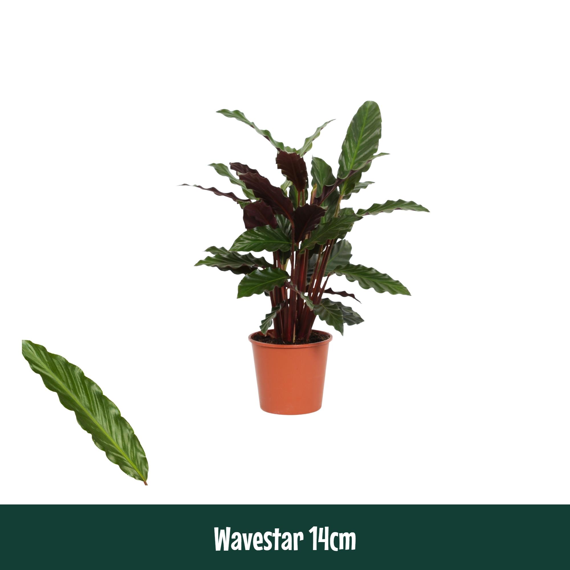 Горшечные цветы и растения оптом Calathea Wavestar (rufibarba) от 8шт из Голландии с доставкой по России
