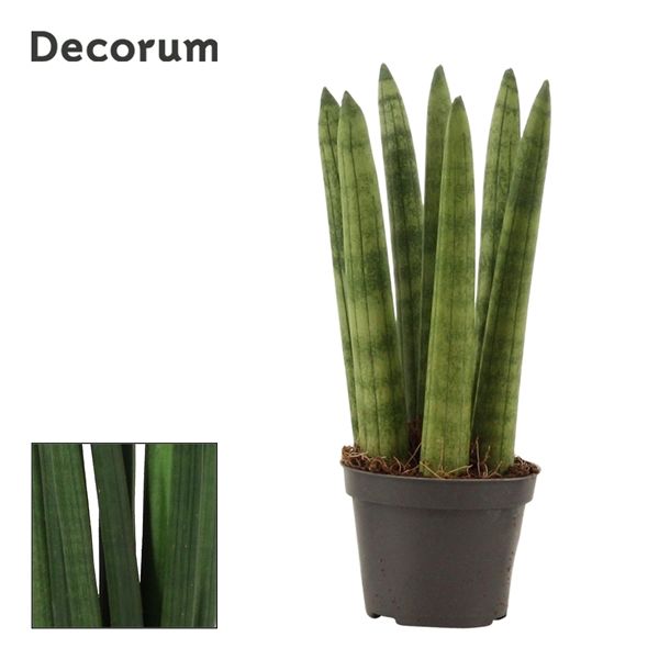 Горшечные цветы и растения оптом Sansevieria Cylindrica Straight (decorum) от 14шт из Голландии с доставкой по России