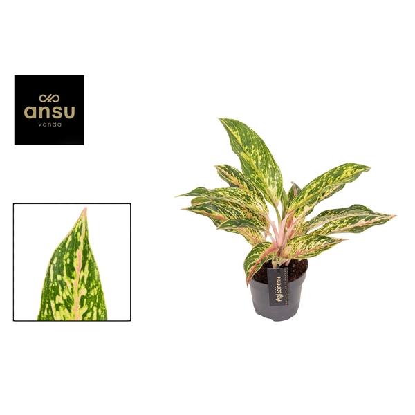 Горшечные цветы и растения оптом Aglaonema Twiggy Red от 6шт из Голландии с доставкой по России