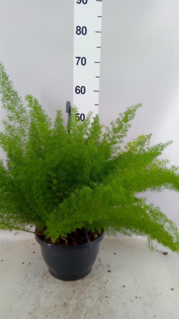 Горшечные цветы и растения оптом Asparagus Dens. meyers от 1шт из Голландии с доставкой по России