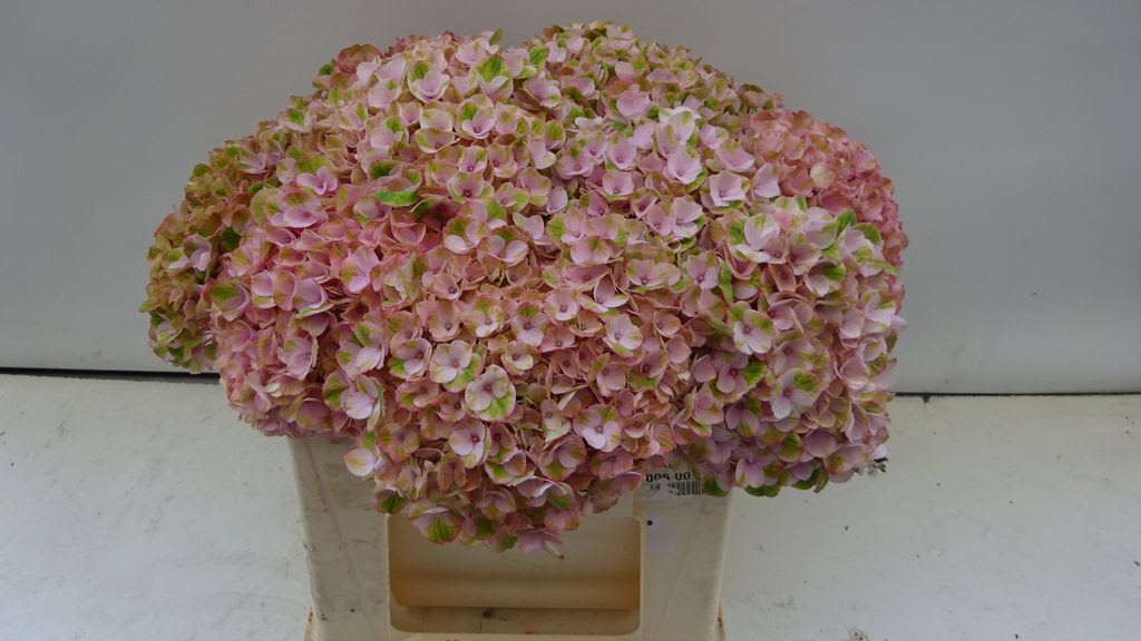 Срезанные цветы оптом Hydrangea mag revolution pink от 10шт из Голландии с доставкой по России