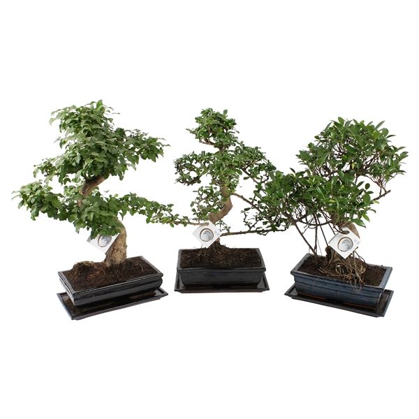 Горшечные цветы и растения оптом Bonsai Mix In Ceramic With Saucer от 2шт из Голландии с доставкой по России