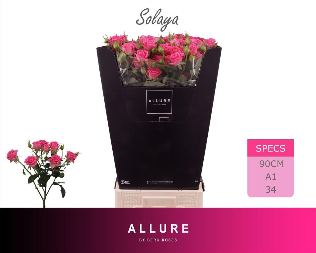 Срезанные цветы оптом Rosa spray solaya от 15шт из Голландии с доставкой по России