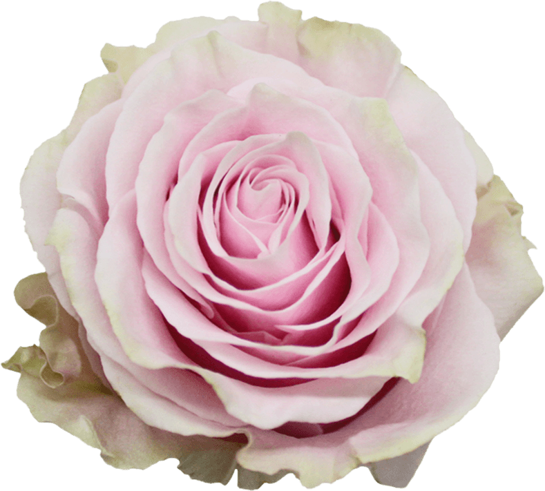 Срезанные цветы оптом Rosa ec pink mondial от 300шт. из Голландии с доставкой по России