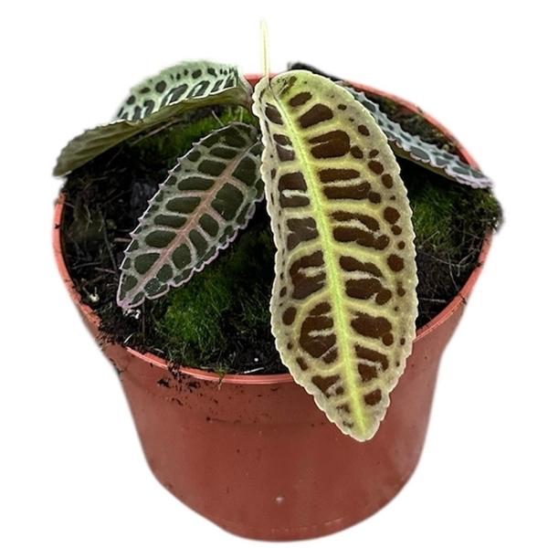 Горшечные цветы и растения оптом Labisia Sp No Id от 1шт из Голландии с доставкой по России