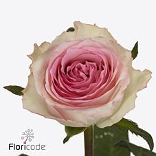 Срезанные цветы оптом Rosa ec mandala от 40шт из Голландии с доставкой по России