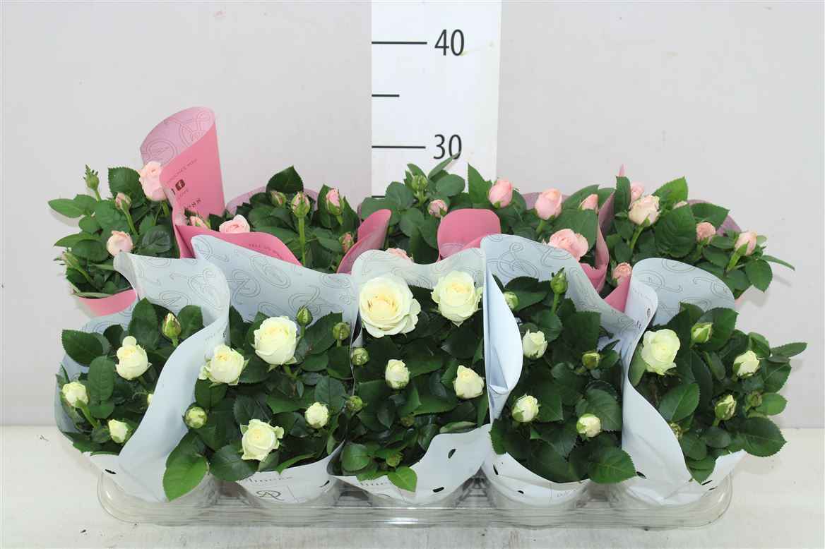Горшечные цветы и растения оптом Rosa Infinity Gemengd от 10шт из Голландии с доставкой по России