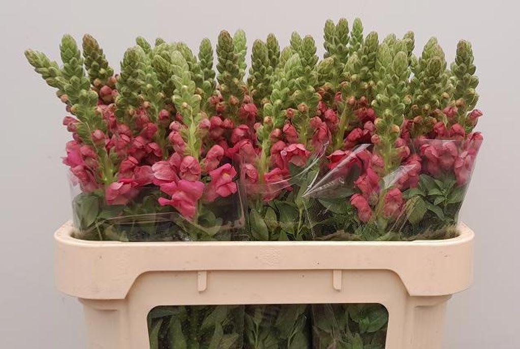 Срезанные цветы оптом Antirrhinum avignon pink dark от 50шт из Голландии с доставкой по России