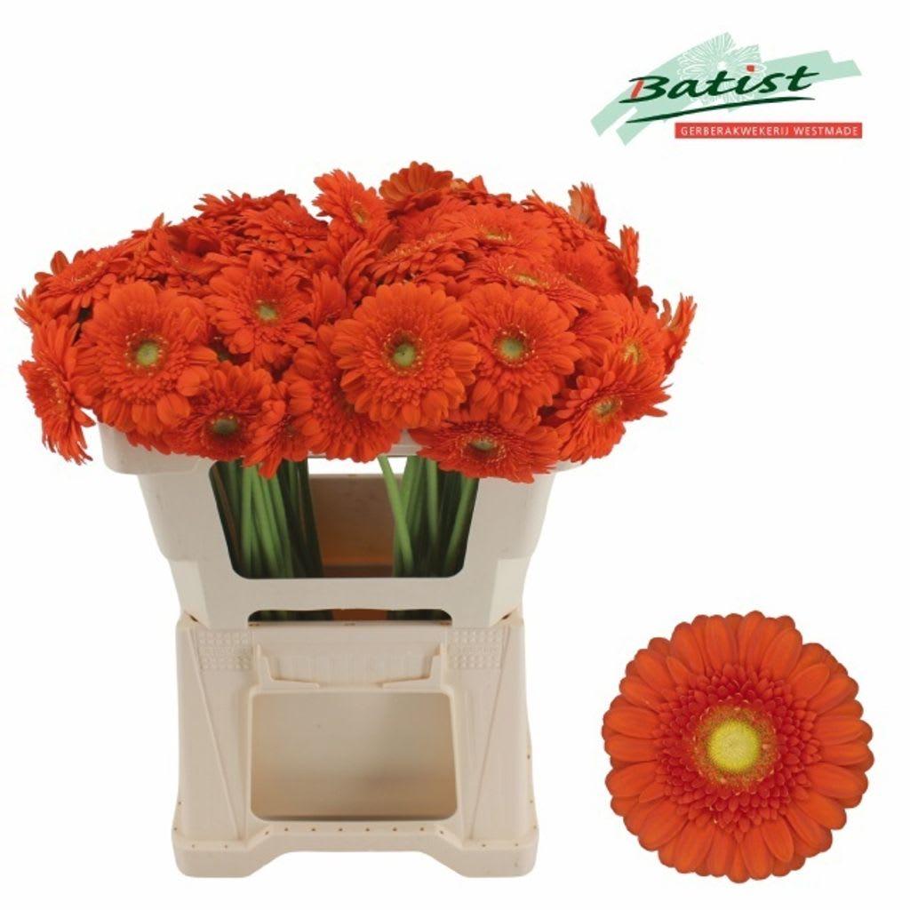 Срезанные цветы оптом Germini dorito от 80шт. из Голландии с доставкой по России