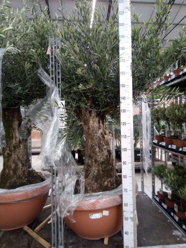 Горшечные цветы и растения оптом Olea Europaea On Stem от 1шт из Голландии с доставкой по России