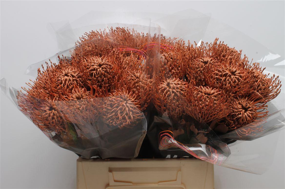 Срезанные цветы оптом Nutans paint brown от 30шт из Голландии с доставкой по России