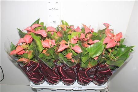 Горшечные цветы и растения оптом Anthu Fl Romantico 5+ от 10шт из Голландии с доставкой по России