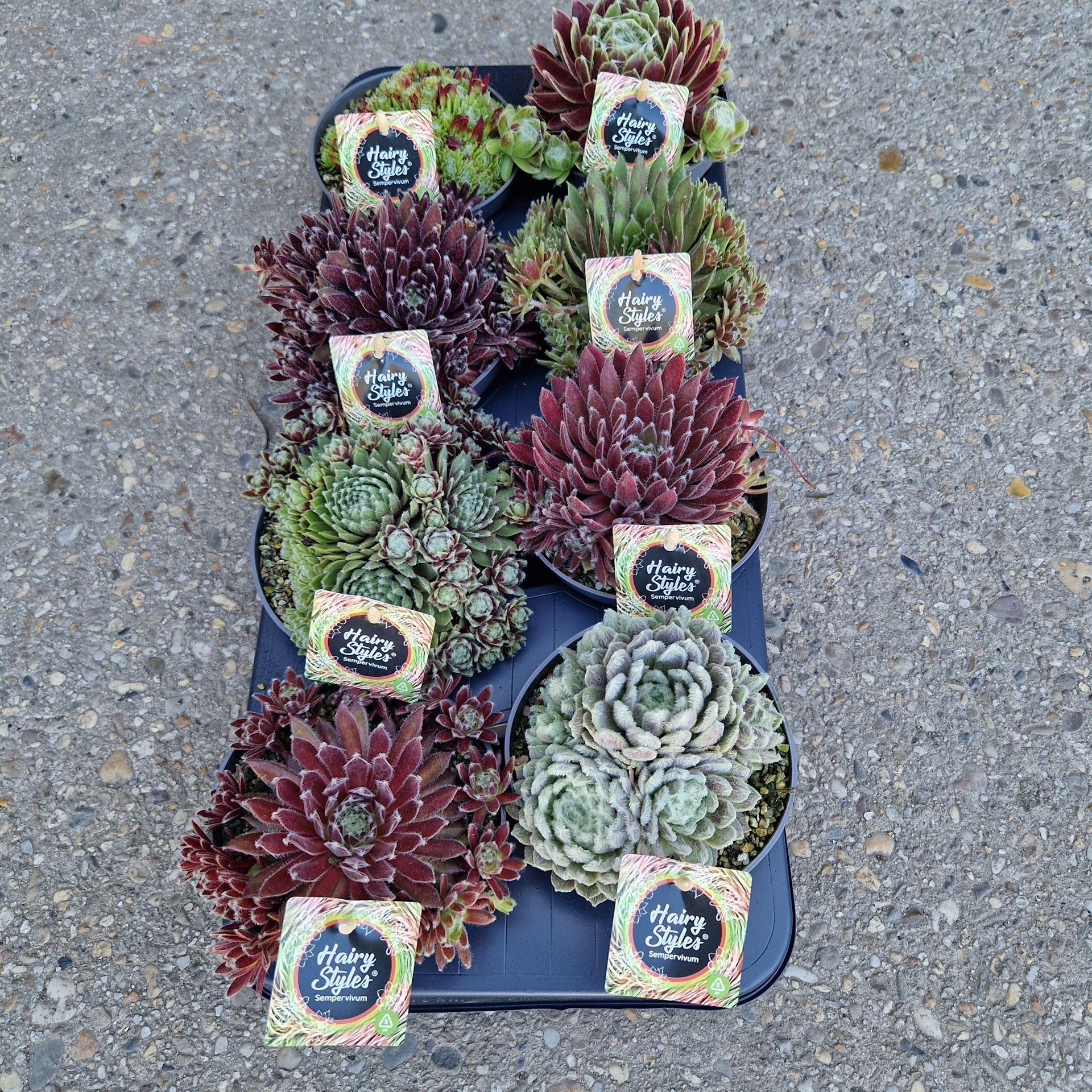Горшечные цветы и растения оптом Sempervivum   ... от 8шт из Голландии с доставкой по России