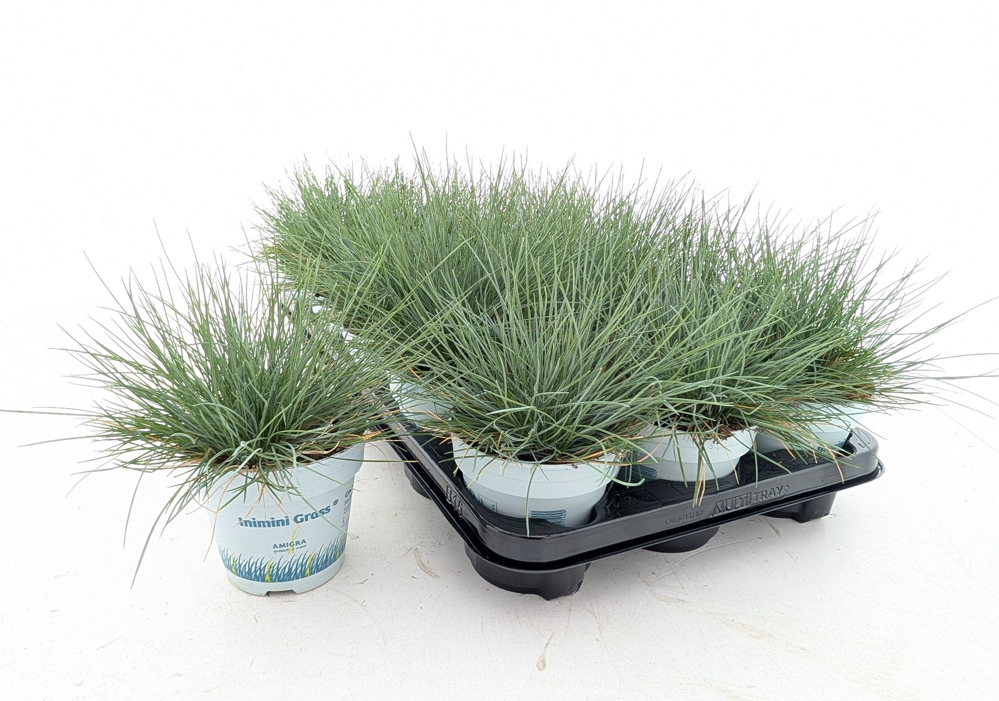 Горшечные цветы и растения оптом Fest Gl Compact Blue от 15шт из Голландии с доставкой по России