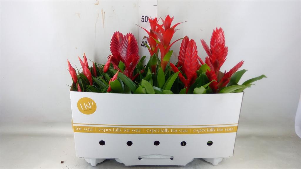 Горшечные цветы и растения оптом Bromelia   ...mix от 10шт' из Голландии с доставкой по России