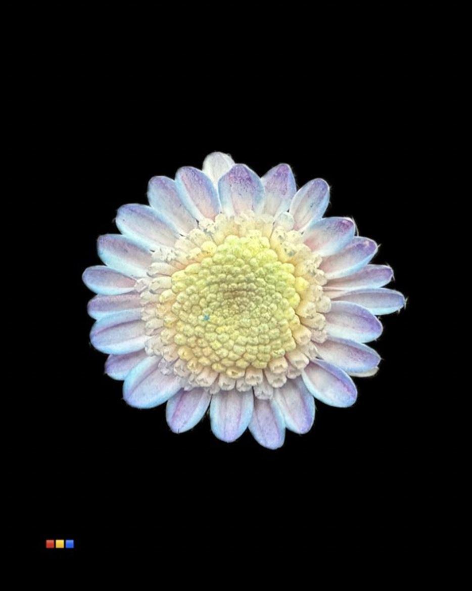 Срезанные цветы оптом Chrys sp paint stallion bubblegum от 60шт из Голландии с доставкой по России