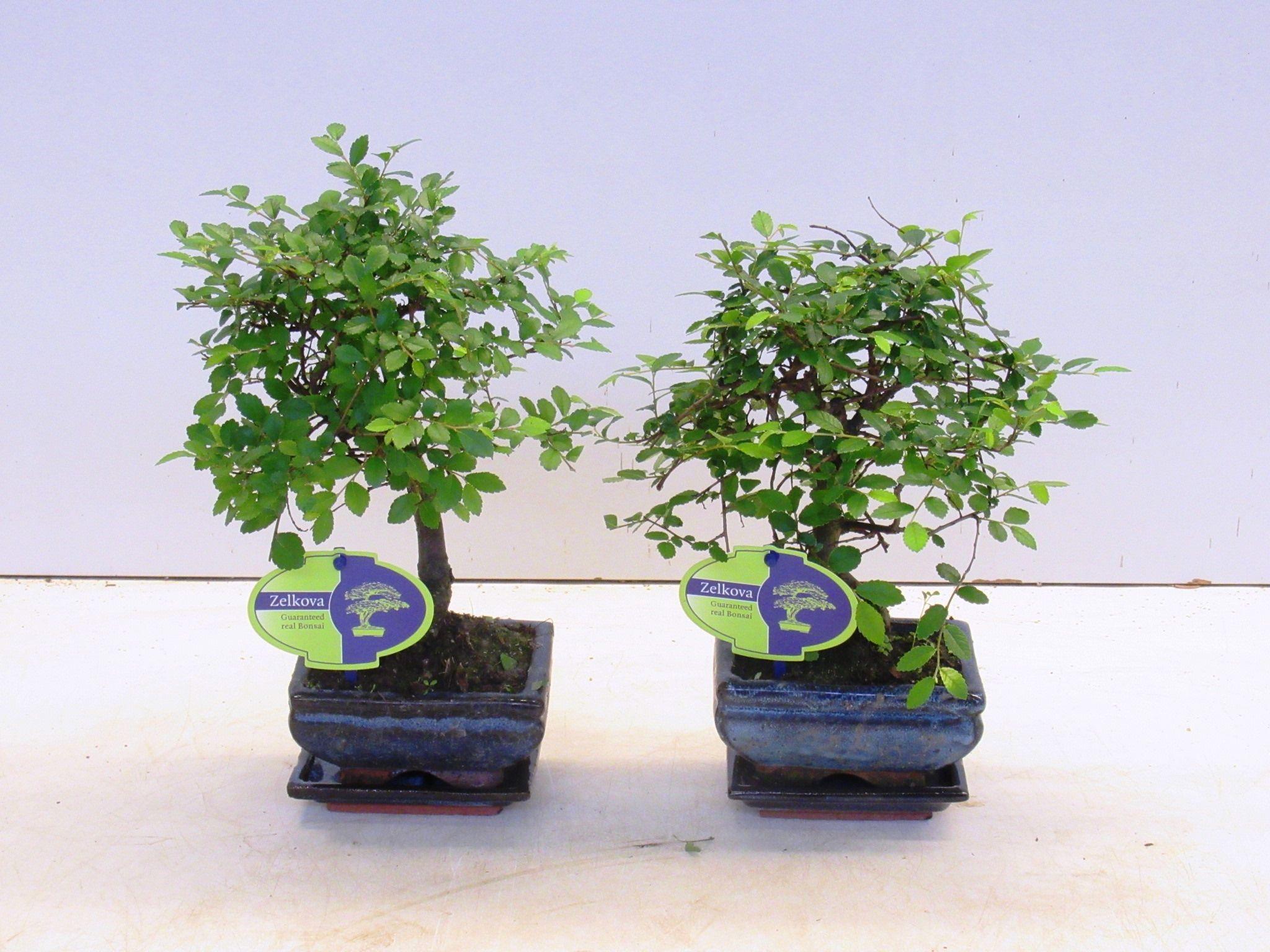 Горшечные цветы и растения оптом Bonsai Zelkova Parvifolia, With Drip от 12шт из Голландии с доставкой по России