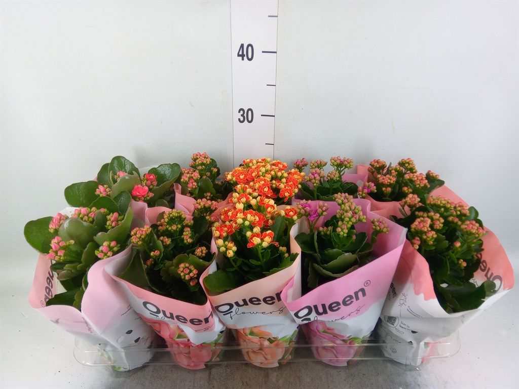 Горшечные цветы и растения оптом Kalanchoe Blos.   ..rosebud Mix Gr от 10шт из Голландии с доставкой по России