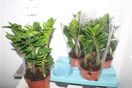 Горшечные цветы и растения оптом Zamioculcas Zenzi 5-6+ от 4шт из Голландии с доставкой по России