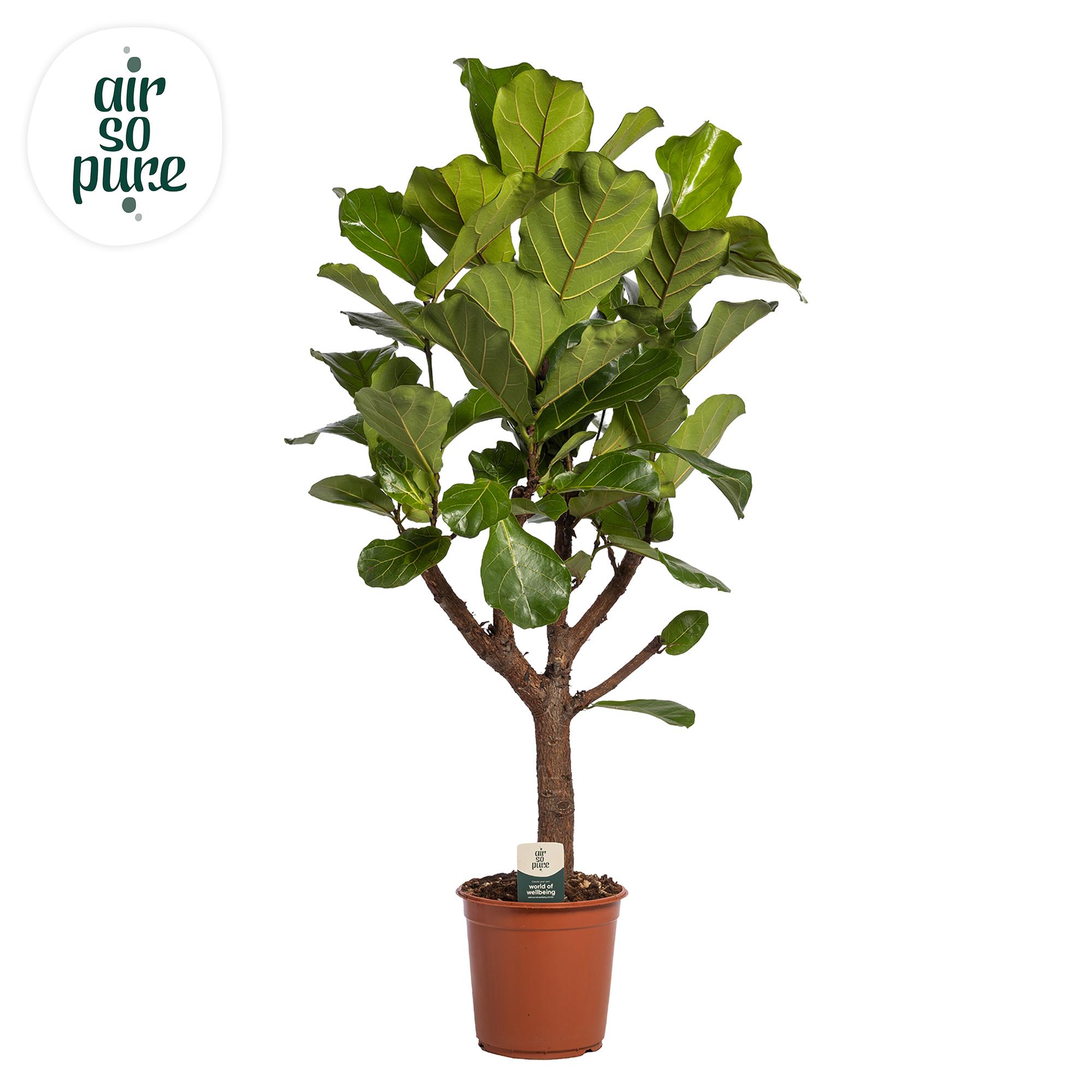Горшечные цветы и растения оптом Ficus Lyrata Branched A от 1шт из Голландии с доставкой по России