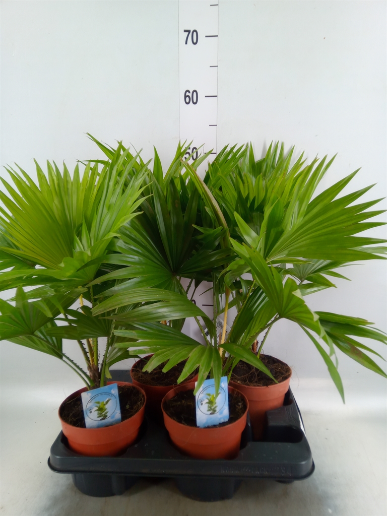 Горшечные цветы и растения оптом Livistona Rotundifolia от 4шт из Голландии с доставкой по России