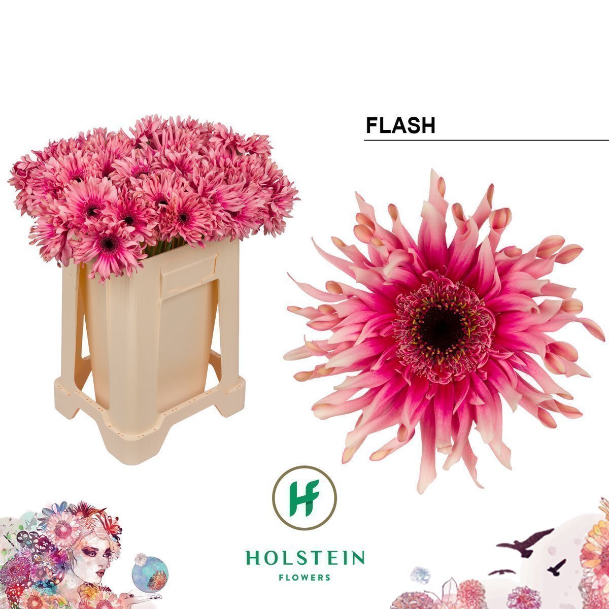 Срезанные цветы оптом Gerbera gerpasta flash от 40шт из Голландии с доставкой по России