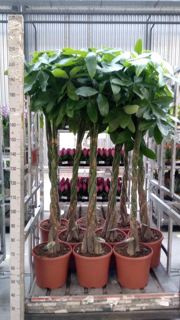 Горшечные цветы и растения оптом Pachira Aquatica Twisted Stem от 1шт из Голландии с доставкой по России