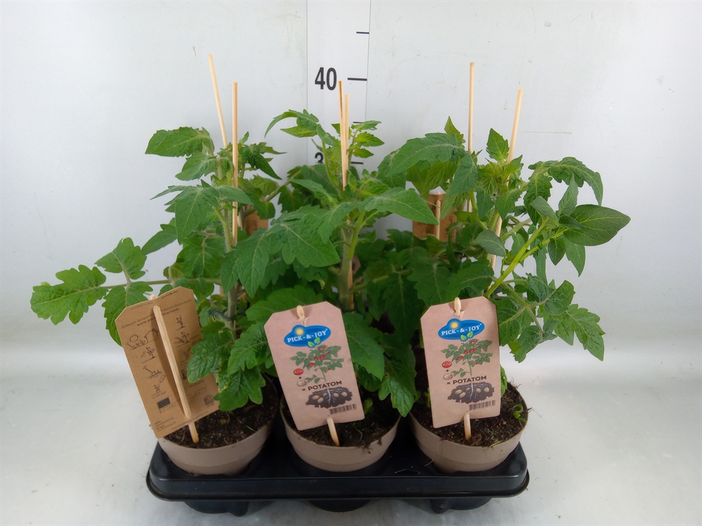 Горшечные цветы и растения оптом Solanum Lycopersicum   ... от 6шт из Голландии с доставкой по России