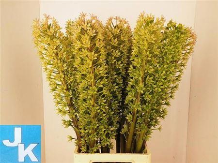 Срезанные цветы оптом Eucomis sparkling burgundy от 20шт из Голландии с доставкой по России