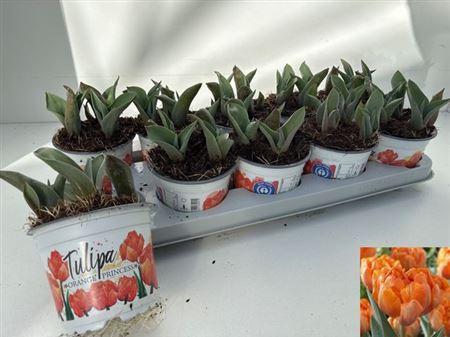 Горшечные цветы и растения оптом Tul Du Oran Princess от 10шт из Голландии с доставкой по России
